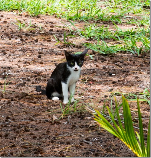 ina-20150113-urlaub_mauritius-6401